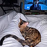 cat, bengal_cat, sleeping, curled_up, bed, bedding, blanket, bedroom, television, screen, home, indoors, cozy, relaxed, striped_fur, brown_fur, white_bedding, nighttime, furniture, photography