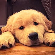 Penny is registered to the contest to win money with this photo: puppy, dog, golden_retriever, resting, sleepy, indoor, floor, wooden_floor, close_up, cute, fluffy, pet, animal, adorable, young, paws, face, eyes, nose, cozy