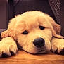 puppy, dog, golden_retriever, resting, sleepy, indoor, floor, wooden_floor, close_up, cute, fluffy, pet, animal, adorable, young, paws, face, eyes, nose, cozy