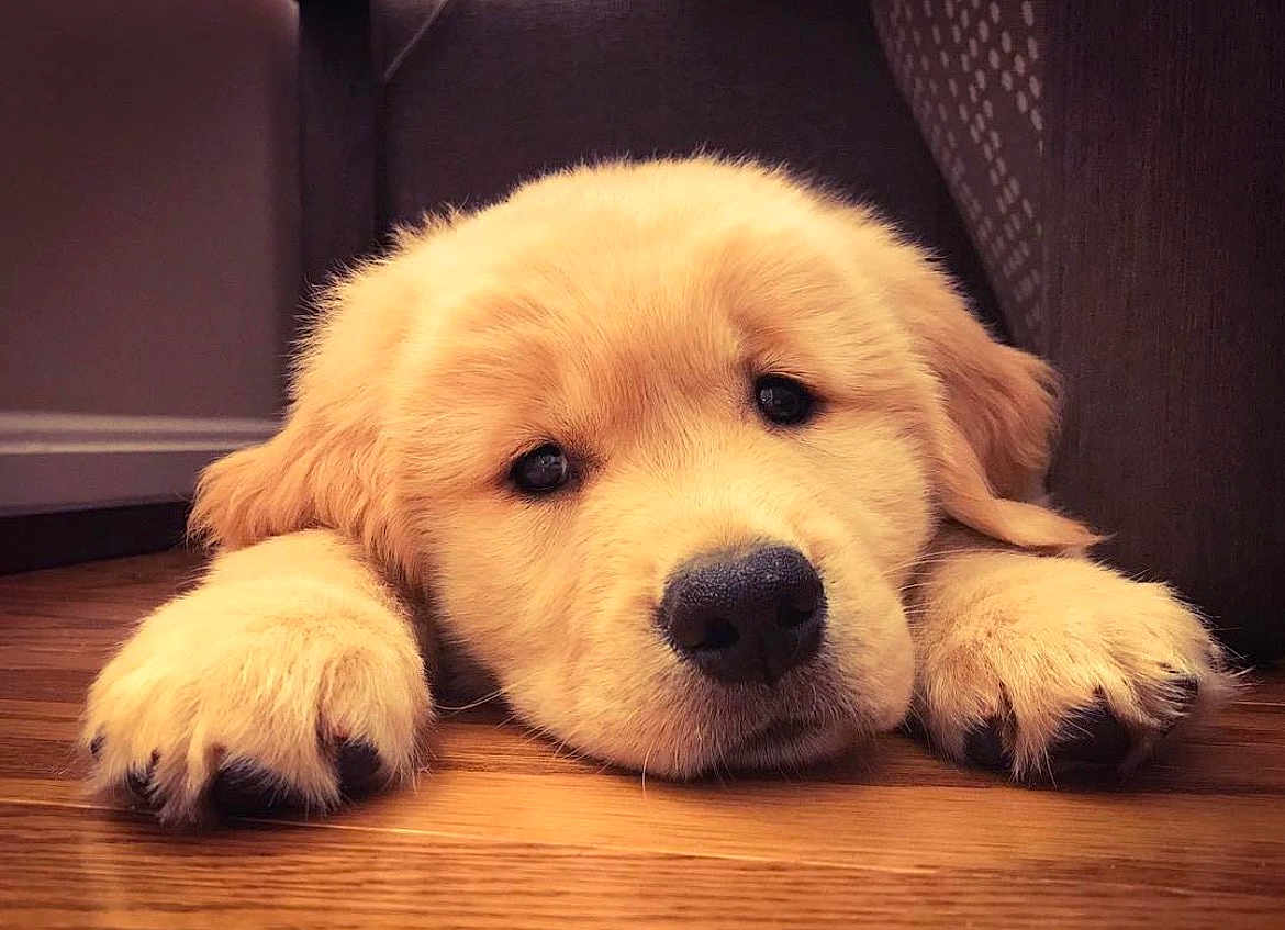Penny is registered to the contest to win money with this photo: puppy, dog, golden_retriever, resting, sleepy, indoor, floor, wooden_floor, close_up, cute, fluffy, pet, animal, adorable, young, paws, face, eyes, nose, cozy