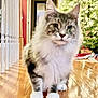cat, feline, pet, indoor, floor, wooden_floor, christmas_tree, holiday, lights, railing, home, cozy, blurred, white_paws, long_hair, decor, hallway, door, reflection, festive