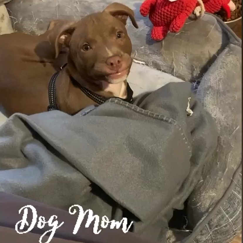 Billy joined the competition — help win amazing prizes! advertising, automotive_lighting, canidae, carnivore, collar, comfort, companion_dog, dog, dog_breed, fashion_accessory, fawn, font, fur, hat, linens, liver, photo_caption, sporting_group, suit, working_animal