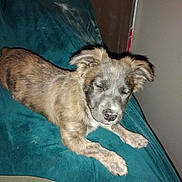 Layla joined the competition — help win amazing prizes! animal, blanket, brown, canine, cozy, cute, dog, ears, face, fur, indoor, lying, paw, pet, puppy, relaxed, resting, sleepy, tan, young