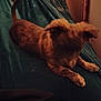 Layla joined the competition — help win amazing prizes! animal, blurred, brown_dog, canine, cozy, dark, dog, fur, furniture, green_surface, home, indoor, lying_down, pet, quiet, relaxed, resting, sleepy, soft_focus, tail