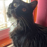 Whiteclaw is registered to the contest to win money with this photo: black_cat, cat, close_up, collar, cozy, curious, domestic, feline, fur, golden_eyes, indoor, long_hair, looking_up, pet, pink_curtain, portrait, sunlight, whiskers, window, windowsill
