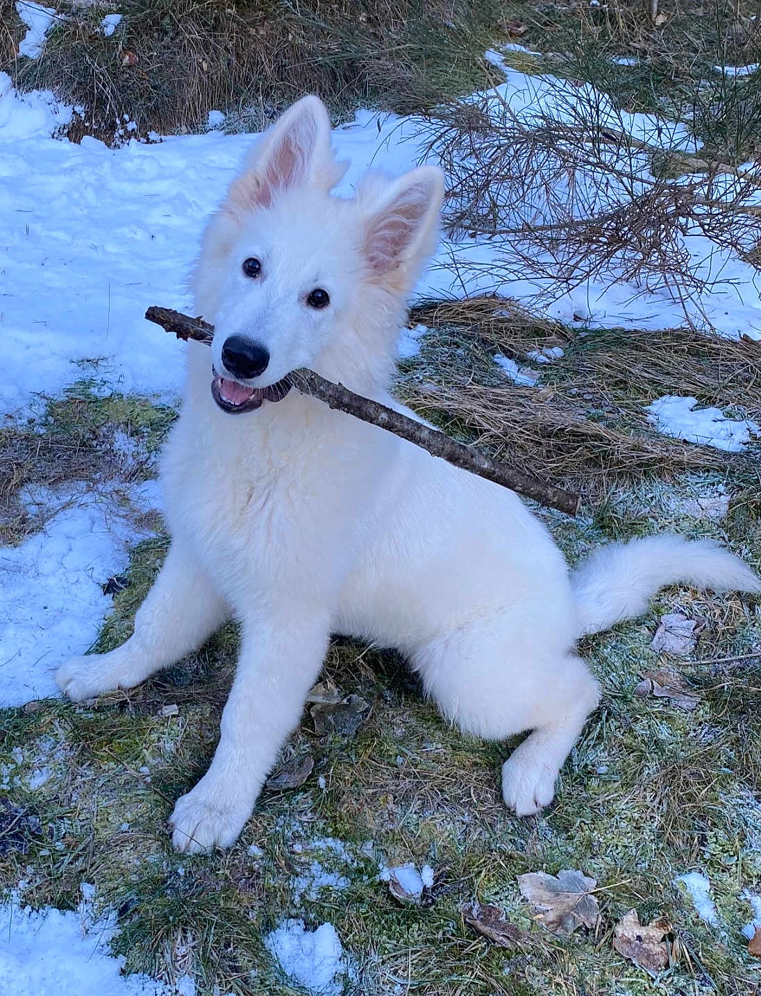 Hiro participe au concours pour gagner de l'argent avec cette photo : dog, white_dog, stick, snow, grass, outdoor, playful, pet, animal, fur, ears, tail, nature, winter, cute, happy, canine, sitting, ground, daylight