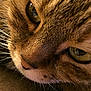 Chouquette participe au concours pour gagner de l'argent avec cette photo :
