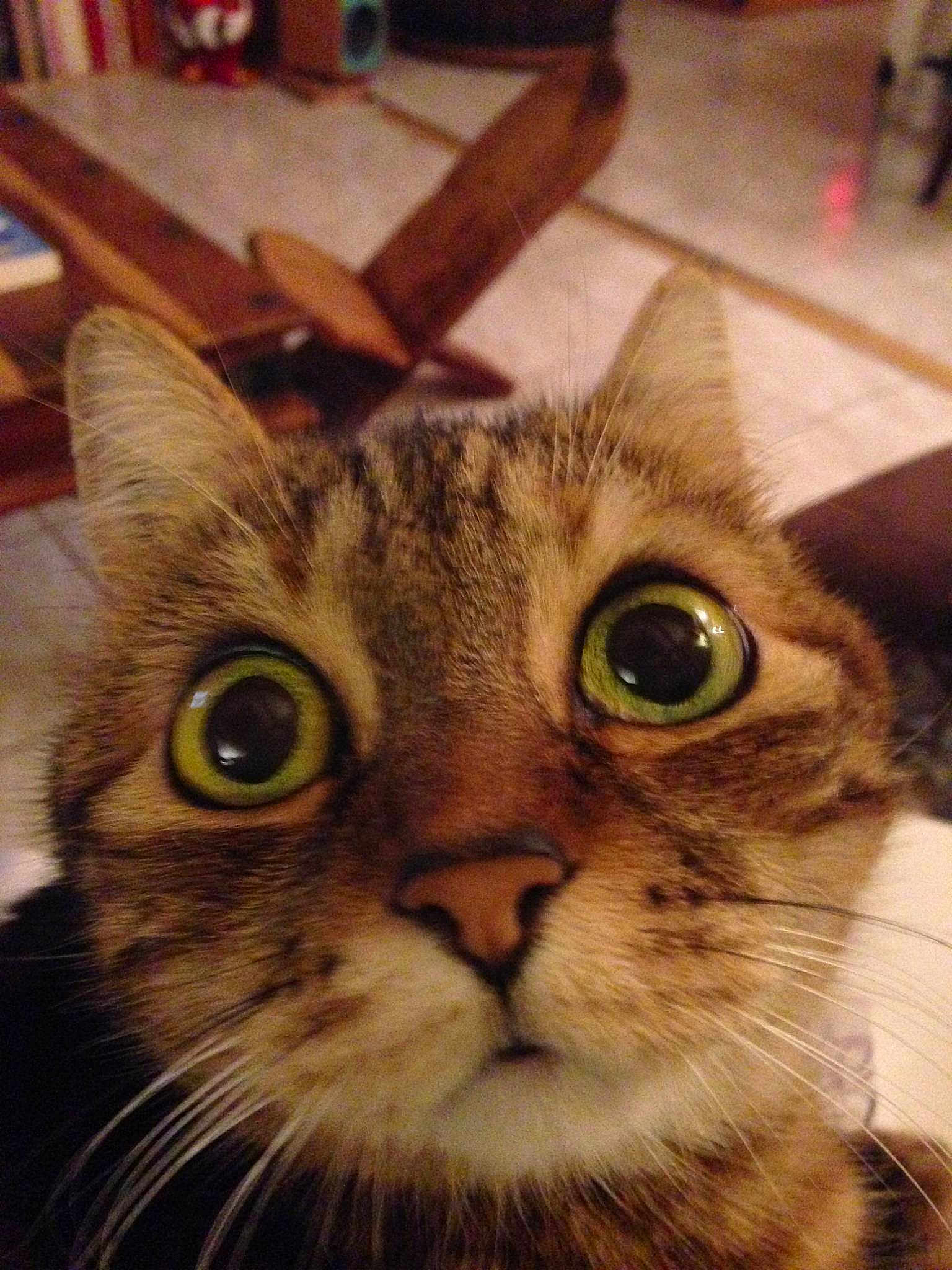 Chouquette