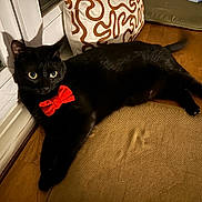 Tornade a rejoint le concours — aidez-le/la à gagner de superbes lots ! cat, black_cat, bow_tie, indoor, window, cushion, wooden_floor, pet, animal, feline, relaxed, lying_down, domestic_cat, cute, cozy, portrait, whiskers, ears, tail, red_bow