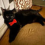 cat, black_cat, bow_tie, indoor, window, cushion, wooden_floor, pet, animal, feline, relaxed, lying_down, domestic_cat, cute, cozy, portrait, whiskers, ears, tail, red_bow