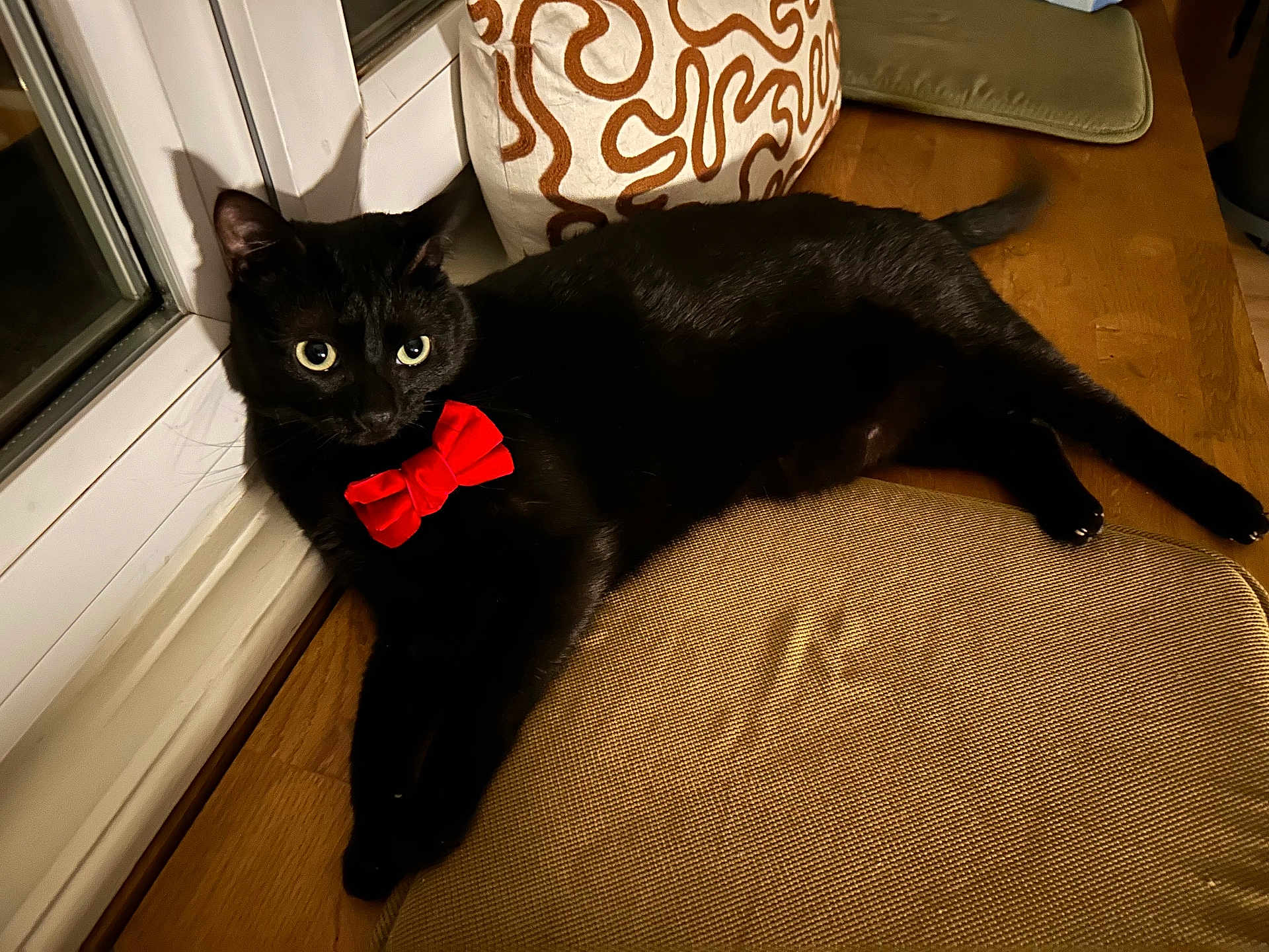 Tornade a rejoint le concours — aidez-le/la à gagner de superbes lots ! cat, black_cat, bow_tie, indoor, window, cushion, wooden_floor, pet, animal, feline, relaxed, lying_down, domestic_cat, cute, cozy, portrait, whiskers, ears, tail, red_bow