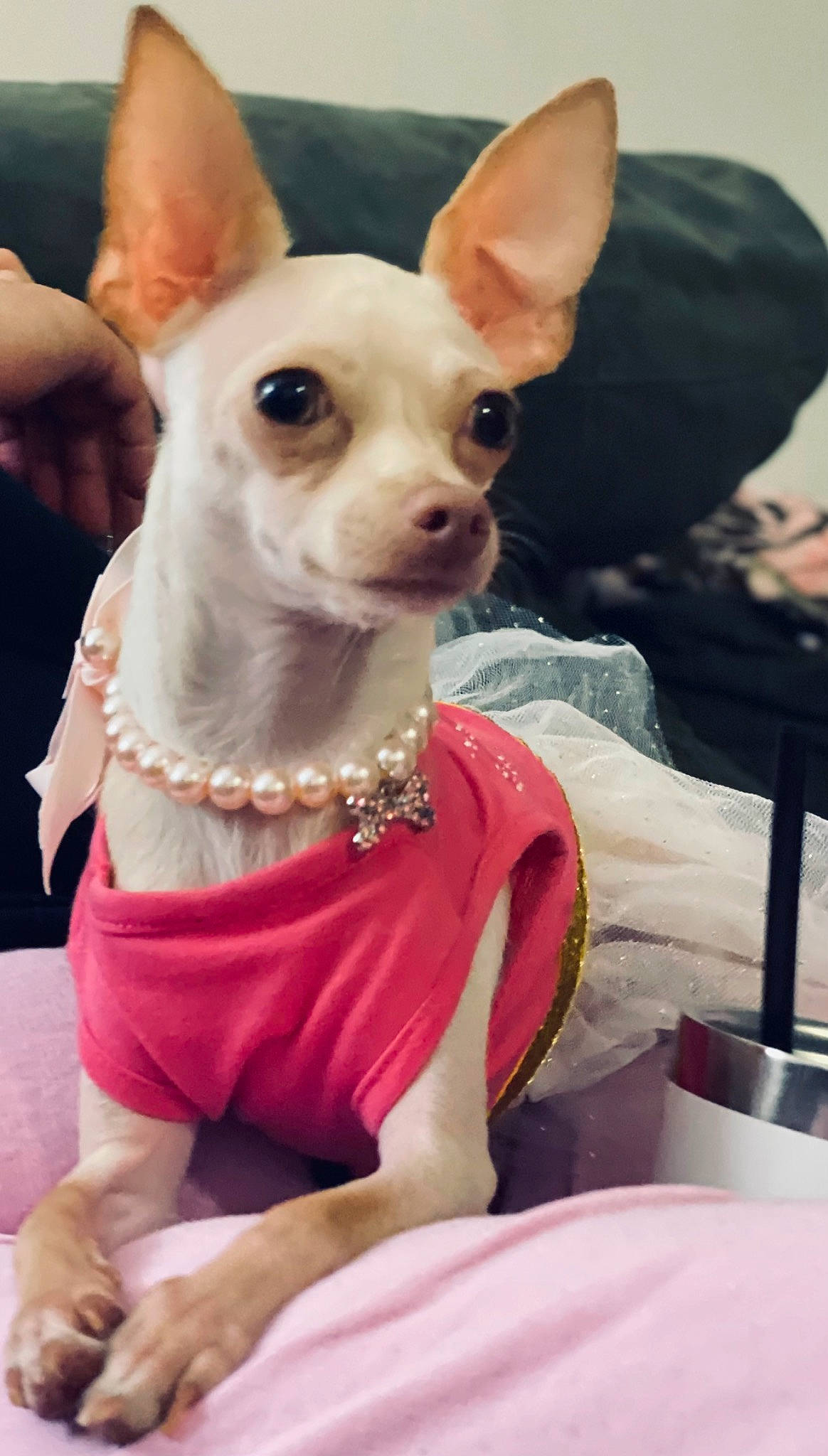 Minnie joined the competition — help win amazing prizes! canidae, carnivore, chihuahua, collar, companion_dog, corgi_chihuahua, dog, dog_breed, dog_supply, ear, fawn, fur, pet_supply, pink, russkiy_toy, snout, toy_dog, whiskers, white, working_animal