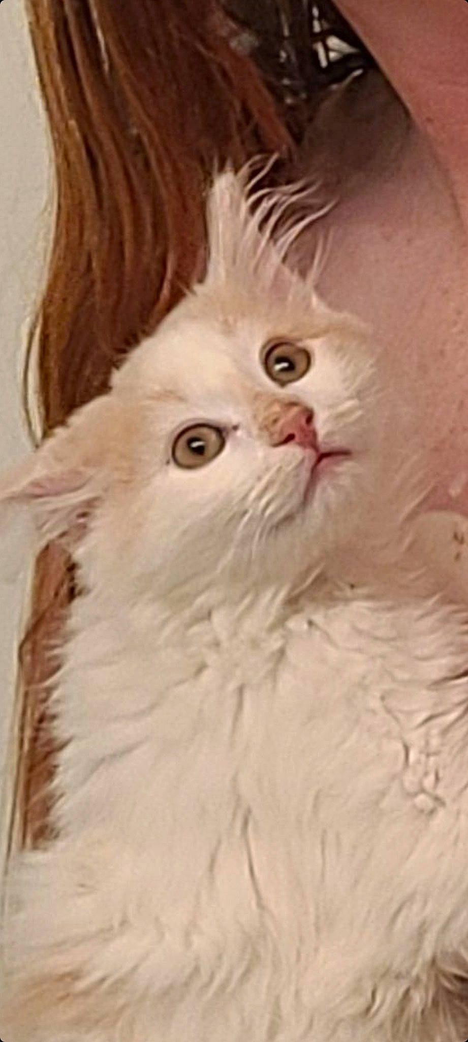 Carmel joined the competition — help win amazing prizes! british_longhair, carnivore, cat, comfort, eye, fawn, felidae, fur, iris, peach, small_to_medium_sized_cats, snout, terrestrial_animal, whiskers