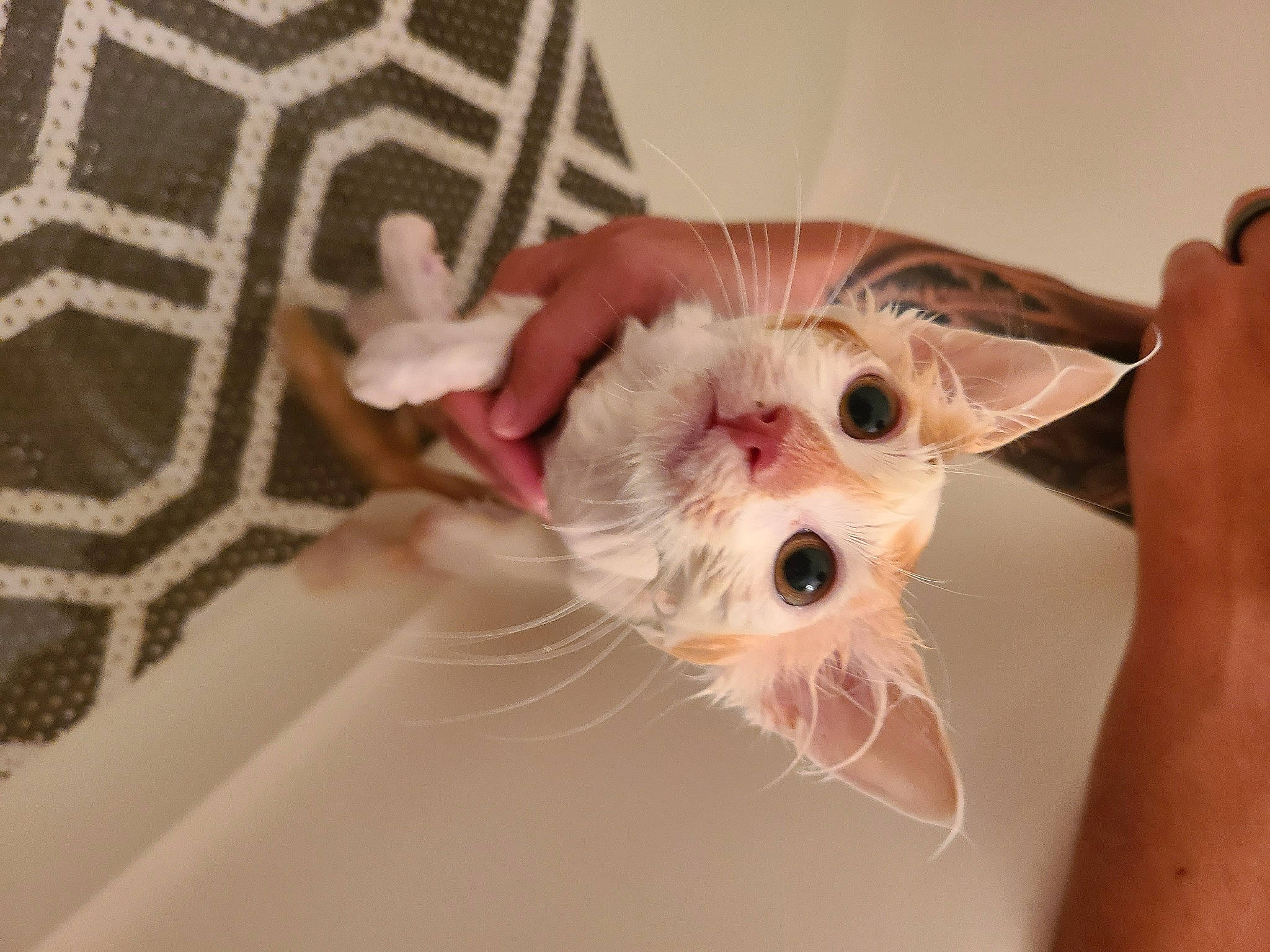 Carmel joined the competition — help win amazing prizes! canidae, carnivore, cat, claw, companion_dog, domestic_short_haired_cat, eyelash, fawn, felidae, fur, gesture, nail, paw, small_to_medium_sized_cats, snout, stuffed_toy, tail, toy, vertebrate, whiskers