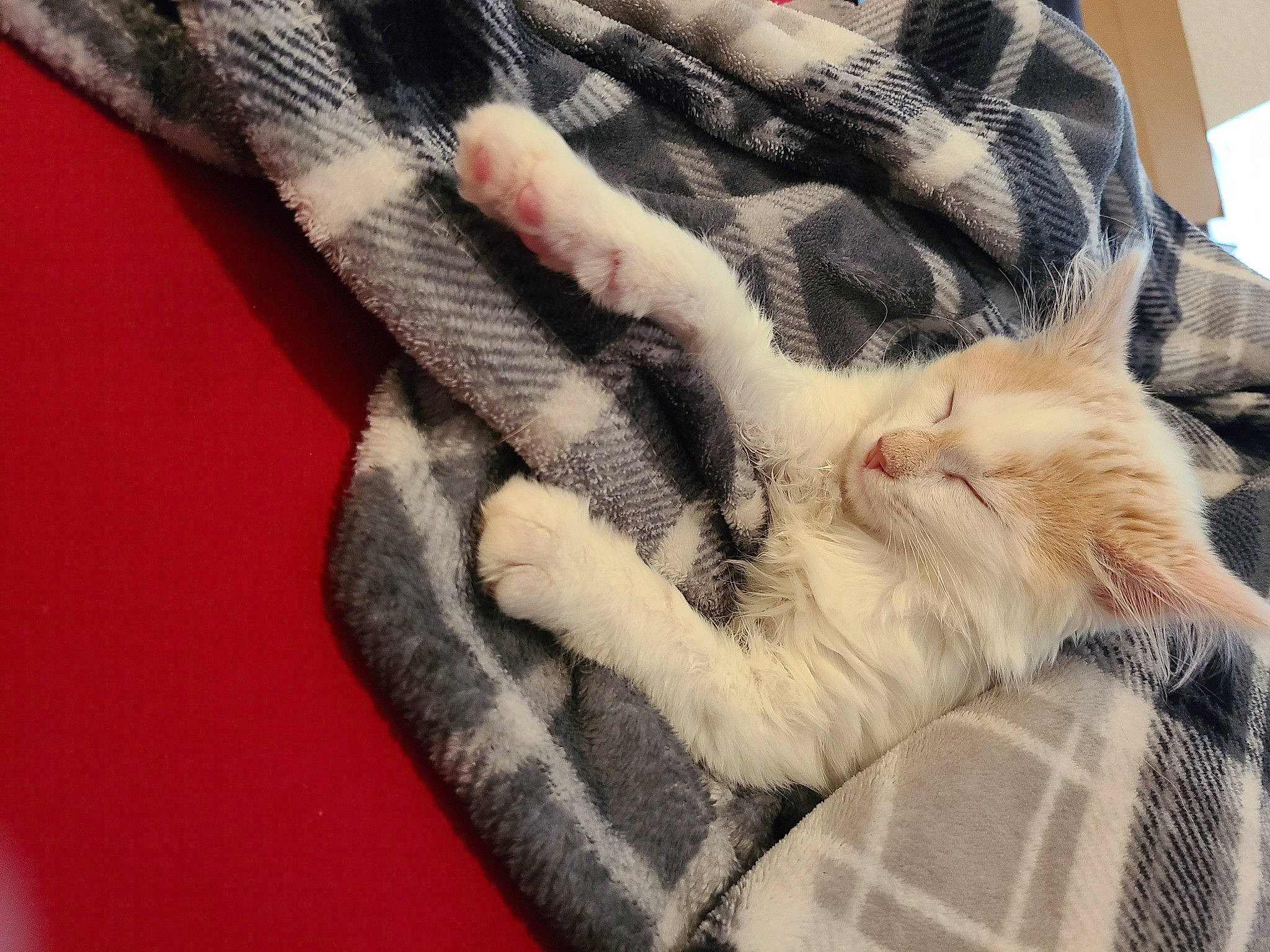 Carmel is registered to the contest to win money with this photo: blanket, carnivore, cat, comfort, fawn, felidae, fur, grey, linens, pattern, paw, room, small_to_medium_sized_cats, textile, whiskers