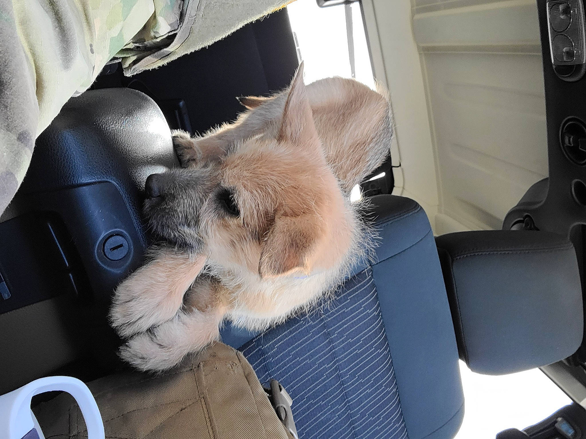 Scooby is registered to the contest to win money with this photo: auto_part, automotive_exterior, car_seat, car_seat_cover, carnivore, collar, comfort, companion_dog, dog, dog_breed, fawn, fur, head_restraint, motor_vehicle, radio, stuffed_toy, vehicle, vehicle_door, windscreen_wiper, windshield