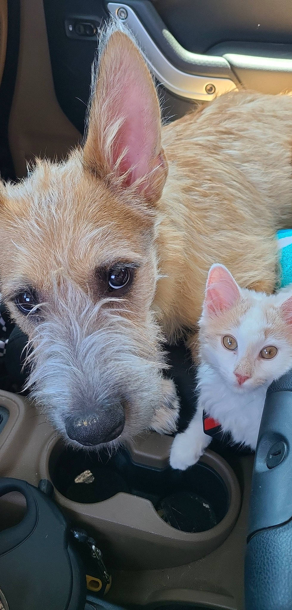 Scooby joined the competition — help win amazing prizes! carnivore, cat, claw, collar, companion_dog, dog, dog_breed, domestic_short_haired_cat, ear, fawn, felidae, fur, paw, small_to_medium_sized_cats, snout, tail, terrier, whiskers, working_animal