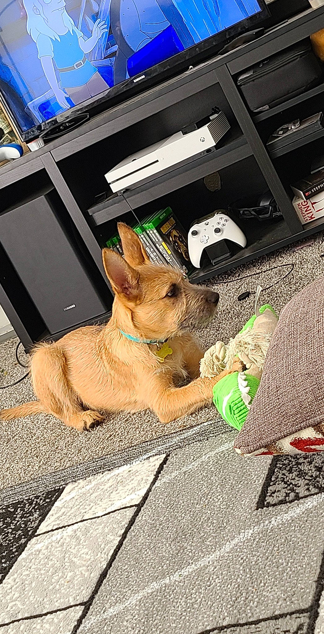 Scooby joined the competition — help win amazing prizes! carnivore, companion_dog, computer_keyboard, dog, dog_breed, dog_supply, fawn, flooring, fur, grass, human_leg, output_device, paw, road_surface, sidewalk, snout, tail, toy_dog, whiskers, working_animal