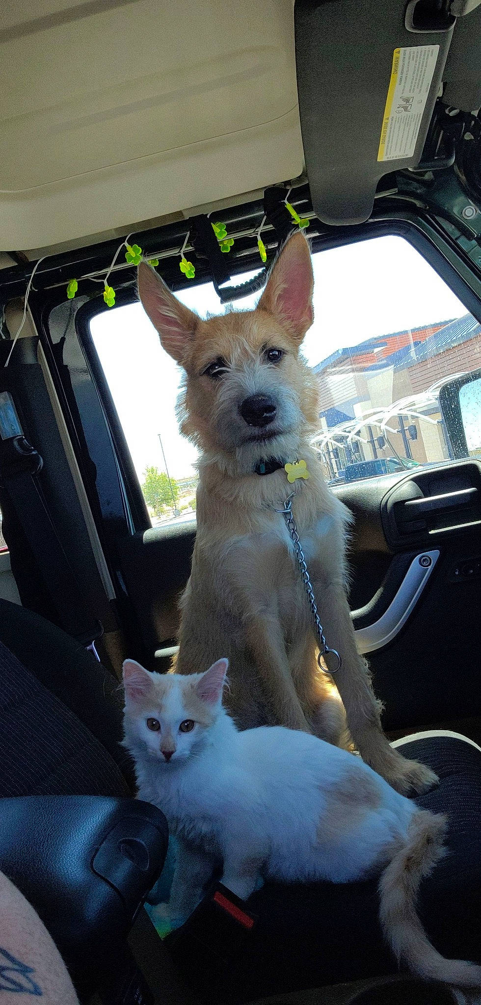 Scooby joined the competition — help win amazing prizes! automotive_mirror, carnivore, cat, collar, companion_dog, dog, dog_breed, fawn, felidae, light, snapshot, snout, tail, tire, vehicle, vehicle_door, wheel, whiskers, white, window