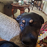 Bear is registered to the contest to win money with this photo: animal, black_fur, brown_eyes, calm, carpet, close_up, couch, cozy, dog, face, furniture, home, indoors, living_room, nose, pet, portrait, relaxed, resting, wooden_table