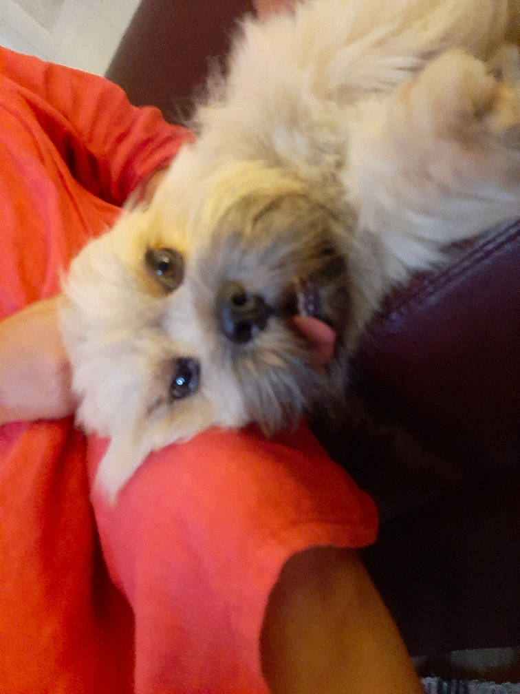 Otto participe au concours pour gagner de l'argent avec cette photo : canidae, carnivore, chinese_imperial_dog, companion_dog, dog, dog_breed, fawn, fur, lhasa_apso, maltepoo, maltese, mammal, non_sporting_group, pomeranian, puppy, puppy_love, schnoodle, shih_tzu, snout, toy_dog