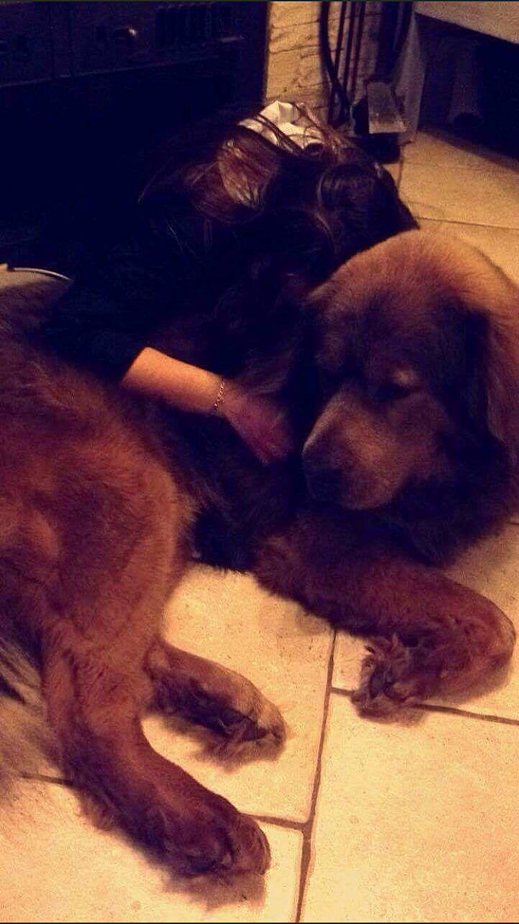 Jadeo a rejoint le concours — aidez-le/la à gagner de superbes lots ! canidae, carnivore, companion_dog, dog, dog_breed, fur, hovawart, liver, mammal, newfoundland, pudelpointer, puppy, sporting_group, vertebrate