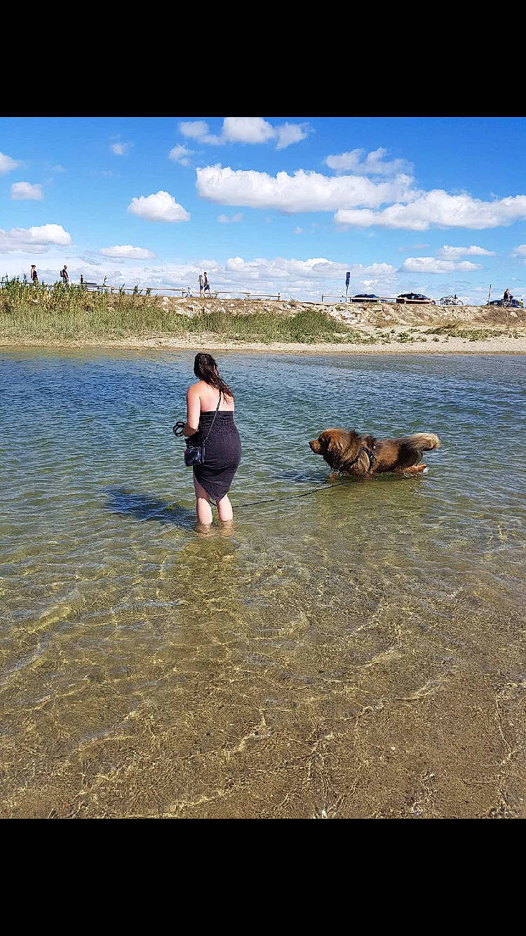 Jadeo a rejoint le concours — aidez-le/la à gagner de superbes lots ! beach, canidae, cloud, coast, fun, happy, lake, leisure, ocean, river, sea, sky, sporting_group, summer, swimming, tourism, vacation, water