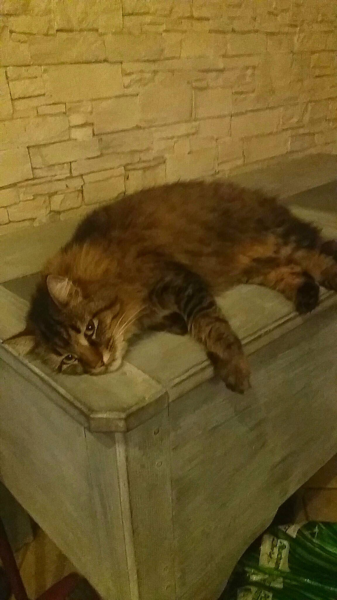 Jaya participe au concours pour gagner de l'argent avec cette photo : asian, carnivore, cat, domestic_long_haired_cat, domestic_short_haired_cat, dragon_li, european_shorthair, felidae, floor, fur, hardwood, maine_coon, mammal, pixie_bob, siberian, small_to_medium_sized_cats, tabby_cat, vertebrate, whiskers, wood