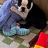 Bulby a rejoint le concours — aidez-le/la à gagner de superbes lots ! boston_terrier, puppy, dog, plush_toy, octopus, toy, carpet, floor, wooden_wall, indoor, pet, cute, animal, sitting, playful, black_and_white, fur, ears, eyes, paw