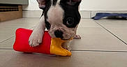 Bulby a rejoint le concours — aidez-le/la à gagner de superbes lots ! boston_terrier, puppy, dog, toy, play, floor, tile, pet, indoor, closeup, animal, cute, black_and_white, ears, paw, young, pet_toy, looking, small, home