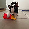 boston_terrier, puppy, dog, toy, play, floor, tile, pet, indoor, closeup, animal, cute, black_and_white, ears, paw, young, pet_toy, looking, small, home