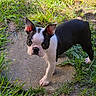puppy, boston_terrier, dog, grass, outdoor, young, pet, animal, curious, ears, black_and_white, concrete, nature, cute, small, standing, canine, alert, adorable, daylight