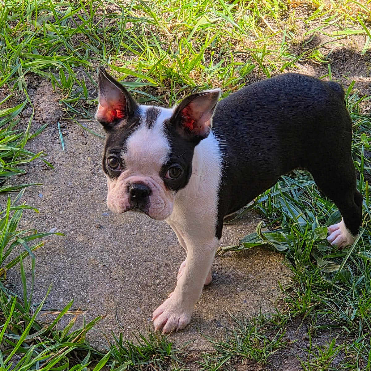 Bulby a rejoint le concours — aidez-le/la à gagner de superbes lots ! puppy, boston_terrier, dog, grass, outdoor, young, pet, animal, curious, ears, black_and_white, concrete, nature, cute, small, standing, canine, alert, adorable, daylight