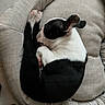 Bulby a rejoint le concours — aidez-le/la à gagner de superbes lots ! puppy, dog, sleeping, curled_up, black_and_white, pet_bed, cozy, cute, animal, resting, indoors, fur, small_dog, adorable, canine, nap, relaxing, bed, domestic_animal, companion