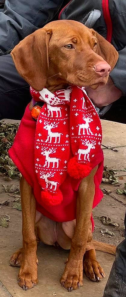 Olive is registered to the contest to win money with this photo: calf, chest, child, elbow, event, fashion_accessory, flesh, human_leg, knee, magenta, nail, neck, pattern, red, sleeve, sportswear, thigh, tradition, trunk, waist