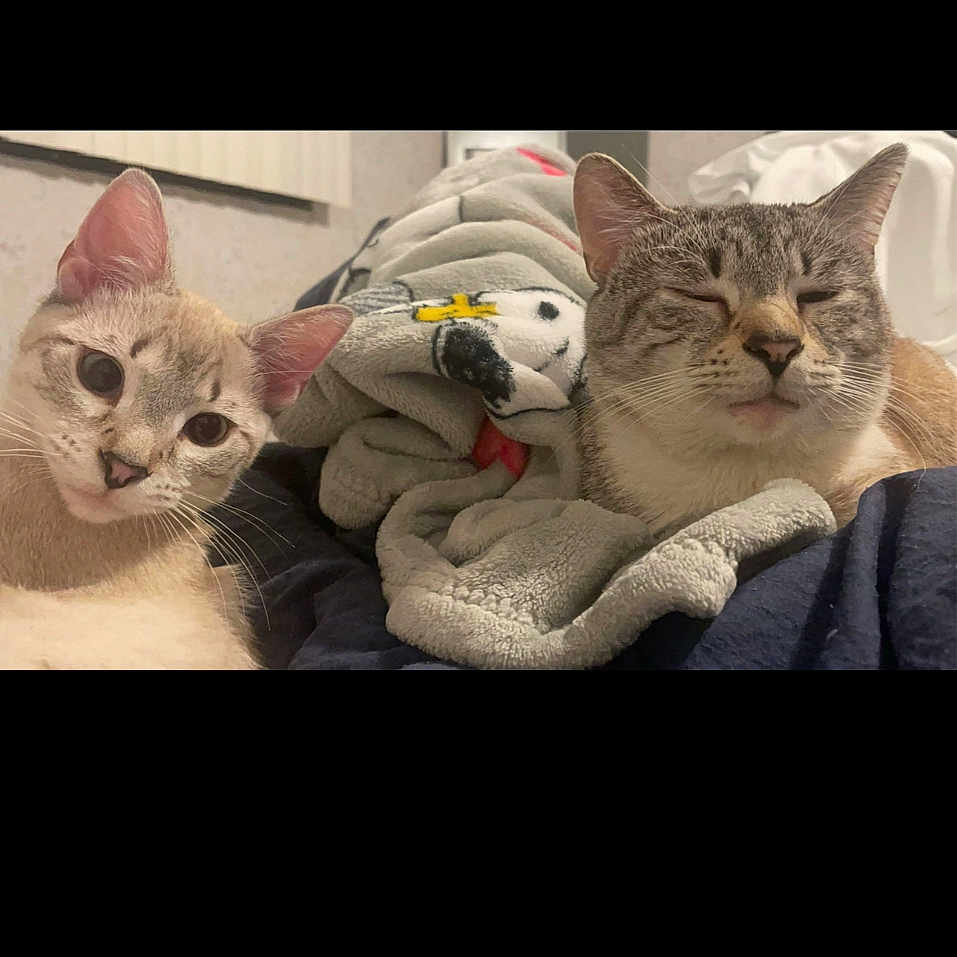 Neco And Koko is registered to the contest to win money with this photo: abyssinian, animal, blanket, cat, clothing, couch, face, furniture, glove, head, homedecor, indoors, kitten, linen, manx, person, pet, photography, portrait, sleeping