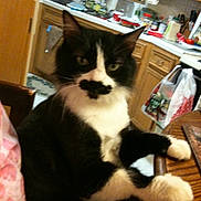 Moki joined the competition — help win amazing prizes! cat, black_and_white, mustache_marking, indoor, kitchen, chair, table, pet, feline, curious, relaxed, wooden_table, cabinet, countertop, plastic_bags, houseplant, window, sink, appliance, domestic