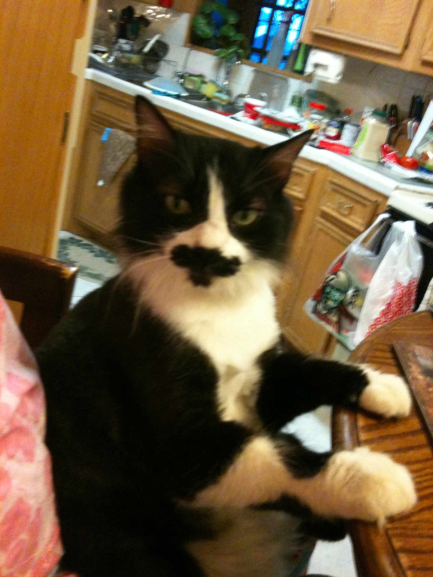 Moki joined the competition — help win amazing prizes! cat, black_and_white, mustache_marking, indoor, kitchen, chair, table, pet, feline, curious, relaxed, wooden_table, cabinet, countertop, plastic_bags, houseplant, window, sink, appliance, domestic