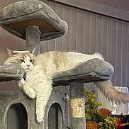 Ollie is registered to the contest to win money with this photo: cat, fluffy, cream_colored, long_hair, pet, feline, cat_tree, scratching_post, lounging, sitting, dangling_paw, indoors, home, vertical_blinds, houseplants, collar, tag, fur, portrait, relaxed