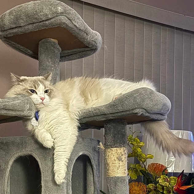 Ollie is registered to the contest to win money with this photo: cat, fluffy, cream_colored, long_hair, pet, feline, cat_tree, scratching_post, lounging, sitting, dangling_paw, indoors, home, vertical_blinds, houseplants, collar, tag, fur, portrait, relaxed