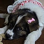 adorable, animal, bow, brown_carpet, carpet, closeup, clothing, cute, dog, fluffy, heart_pattern, indoor, lying_down, pet, pink_bow, puppy, resting, soft_toy, white_paws, young_dog