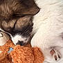 Mila is registered to the contest to win money with this photo: adorable, animal, brown_fur, close_up, cozy, cuddling, cute, dog, fur, indoor, nap, paw, pet, puppy, resting, sleeping, soft, teddy_bear, toy, white_fur