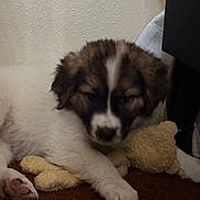 Mila is registered to the contest to win money with this photo: animal, brown, carpet, companion, cozy, cute, cute_animal, dog, domestic, fur, indoor, paw, pet, plush_toy, puppy, resting, sleeping, toy, white, young