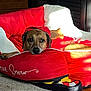 animal, brown_dog, canine, carpet, comfort, cozy, cute, dog, furniture, holiday, house, indoor, pet_bed, red, relaxed, resting, stocking, sunlight, white, wood