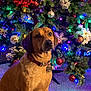 Pepper is registered to the contest to win money with this photo: animal, background, brown, carpet, christmas_tree, collar, decorations, dog, festive, green, holiday, indoor, lights, ornaments, pet, poinsettia, portrait, red, sitting, tag