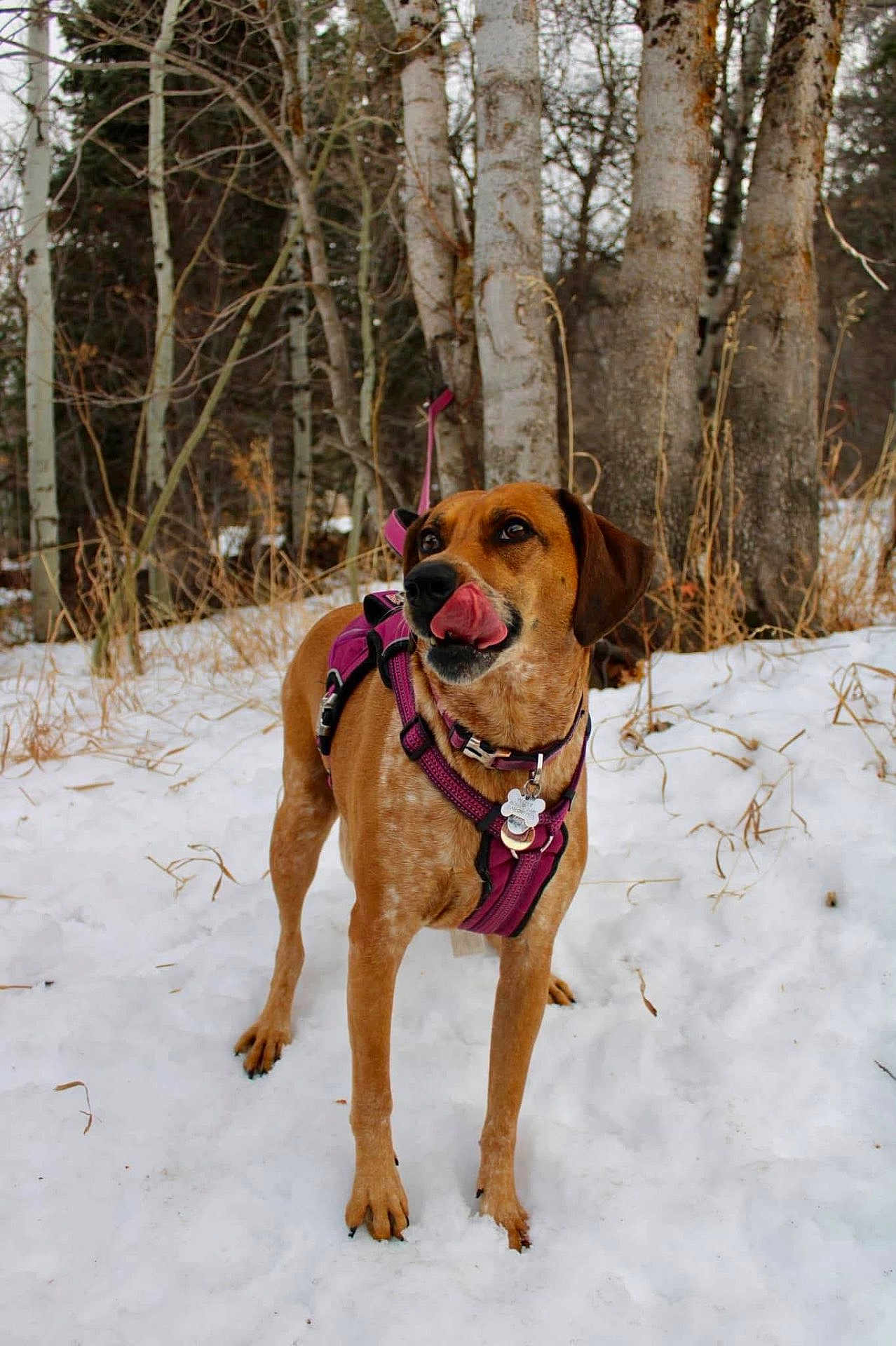 Pepper is registered to the contest to win money with this photo: animal, bark, brown_dog, canine, cold, daylight, dog, forest, fur, harness, leaves, licking, nature, outdoor, pet, snow, standing, trees, winter, woods