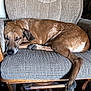 Pepper is registered to the contest to win money with this photo: animal, brown_dog, calm, chair, comfort, cozy, cushion, dog, domestic_animal, furniture, home, indoor, mammal, paw, pet, quiet, relaxed, resting, sleeping, wood