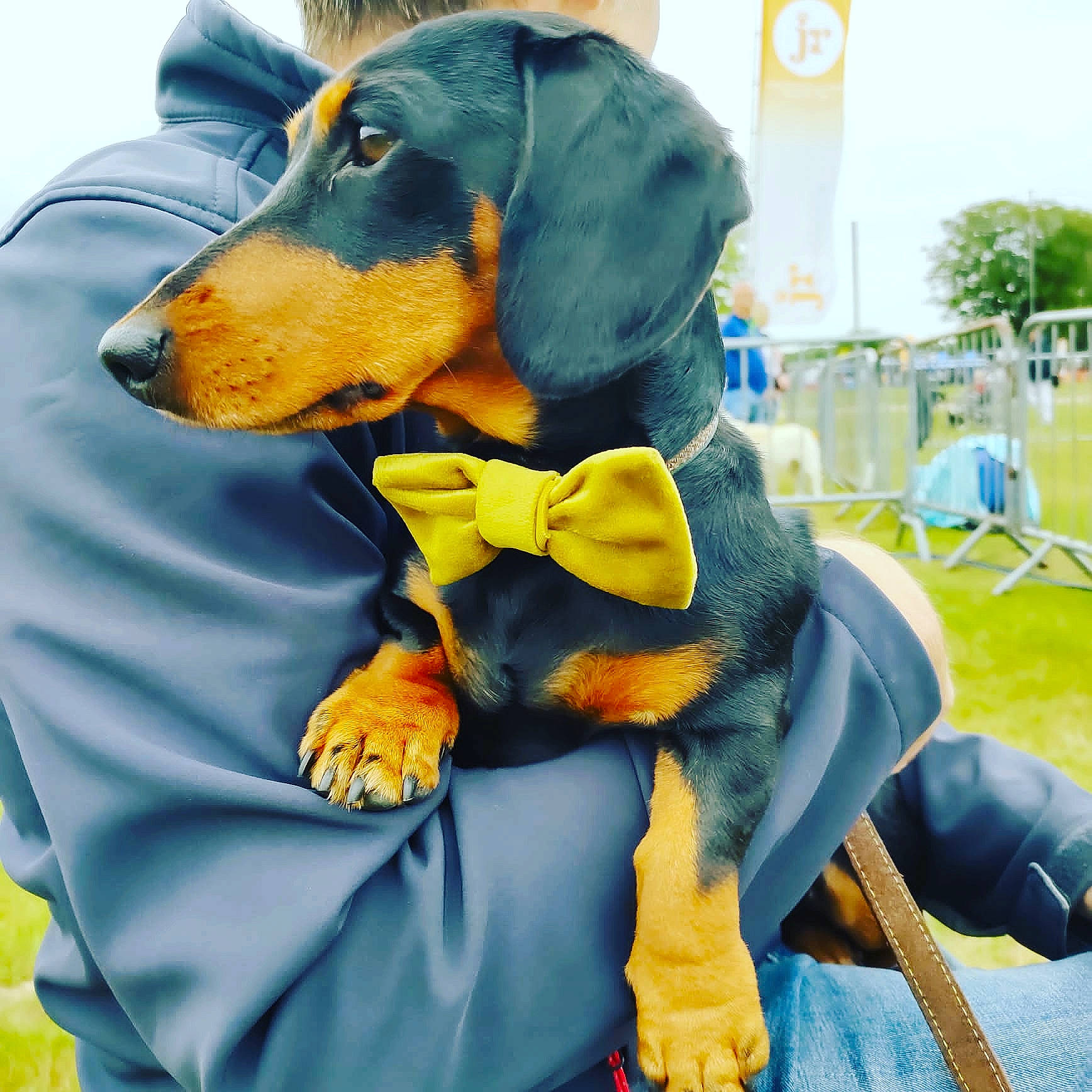 Mustard joined the competition — help win amazing prizes! canidae, carnivore, companion_dog, dog, dog_breed, dog_clothes, dog_supply, electric_blue, hound, mammal, pet_supply, sitting, sky, sleeve, snout, sporting_group, tree, vertebrate, working_animal, working_dog