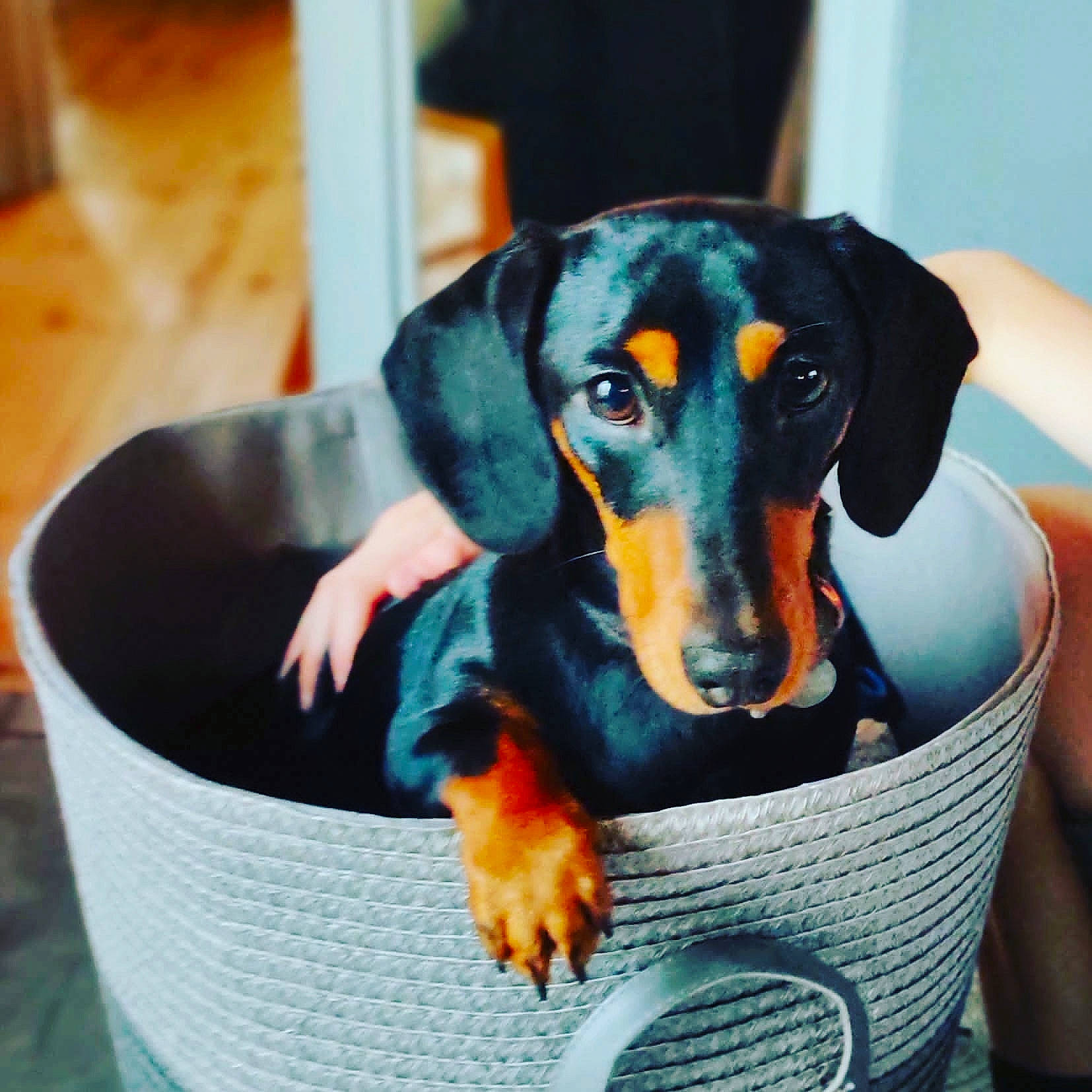 Mustard joined the competition — help win amazing prizes! canidae, carnivore, comfort, companion_dog, dachshund, dog, dog_breed, dog_supply, guard_dog, hound, hunting_dog, mammal, montenegrin_mountain_hound, pet_supply, pinscher, puppy, sporting_group, vertebrate, working_animal, working_dog