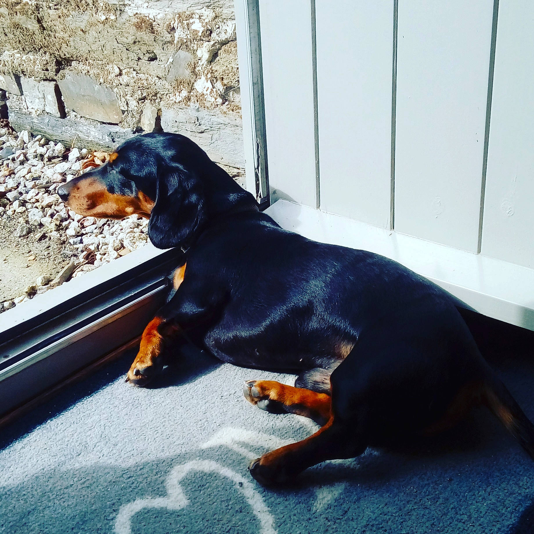 Mustard is registered to the contest to win money with this photo: canidae, carnivore, companion_dog, dog, dog_breed, guard_dog, hunting_dog, mammal, montenegrin_mountain_hound, tail, terrestrial_animal, vertebrate, working_dog